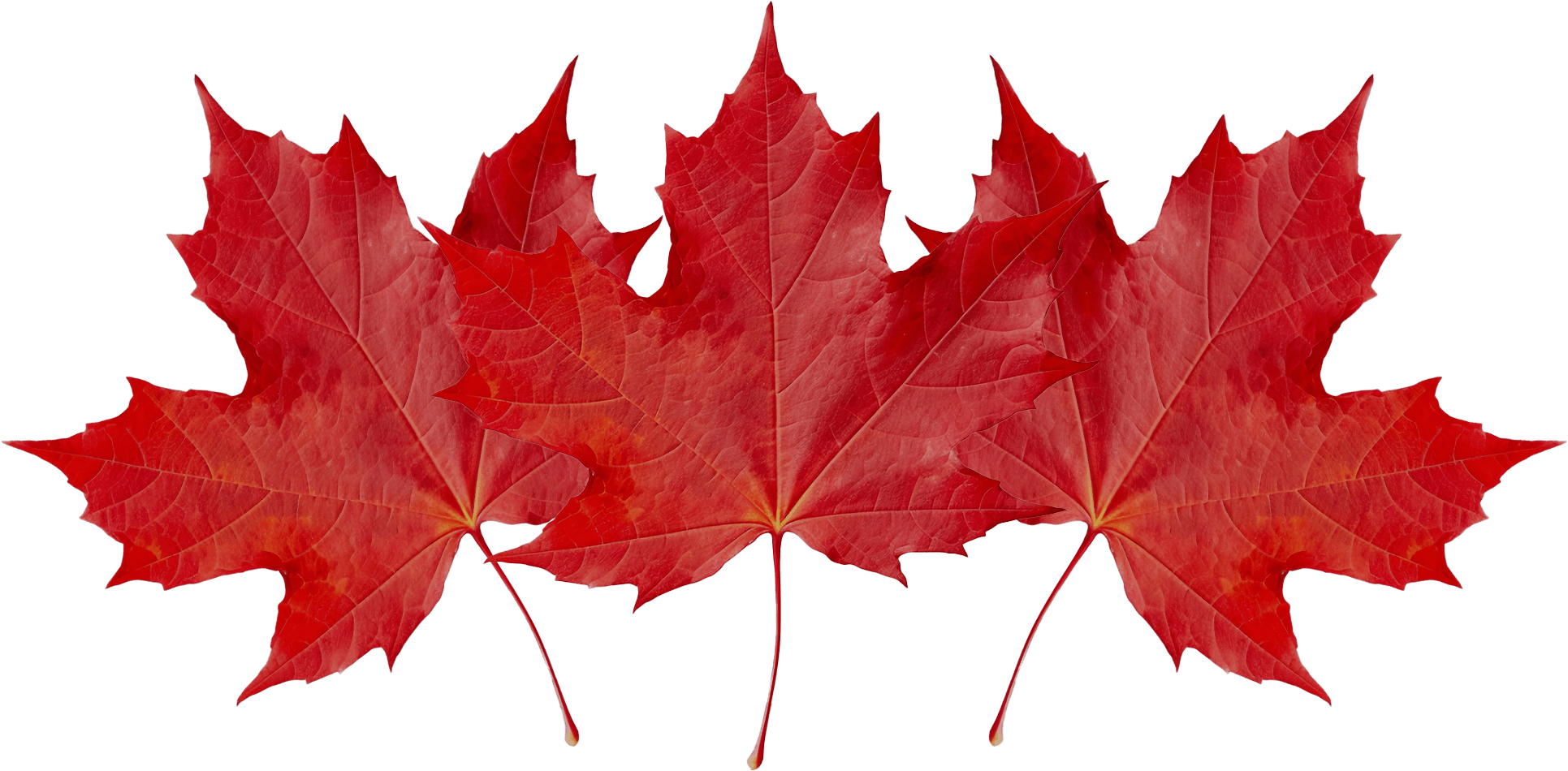 maple leaves